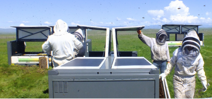 "A tecnologia da Beewise utiliza IA para monitorar a saúde das colônias em tempo real. (Foto: Reprodução/Beewise)"