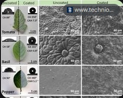 Tecnologia SafeWax do Technion protege plantas e reduz uso de químicos.